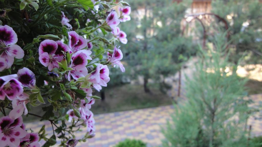 Villa Sosnovy Bor ซาโตกา ภายนอก รูปภาพ