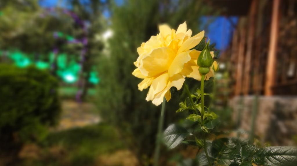 Villa Sosnovy Bor ซาโตกา ภายนอก รูปภาพ